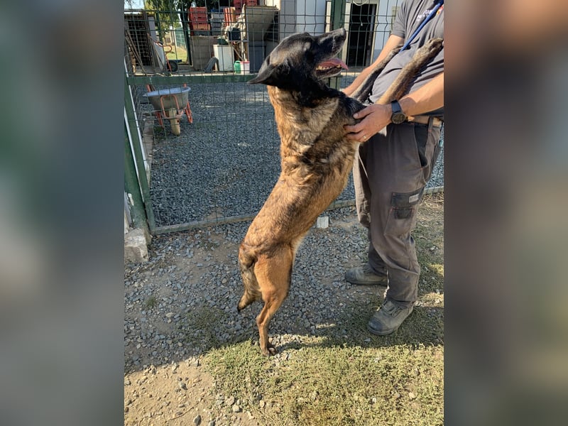 Arya – liebevolle, verschmuste Junghündin sucht ihre Menschen