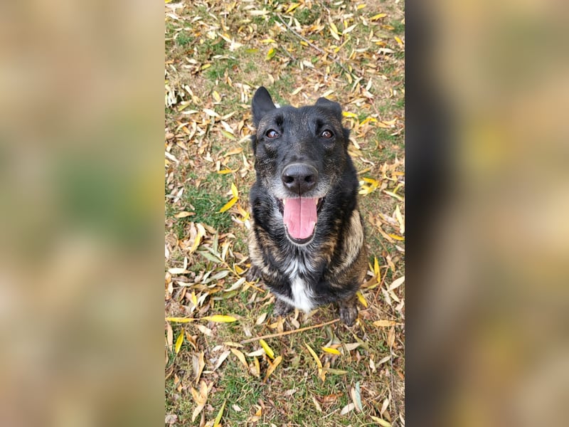 Arya – liebevolle, verschmuste Junghündin sucht ihre Menschen