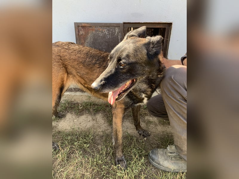 Arya – liebevolle, verschmuste Junghündin sucht ihre Menschen