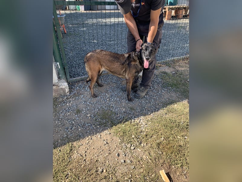 Arya – liebevolle, verschmuste Junghündin sucht ihre Menschen