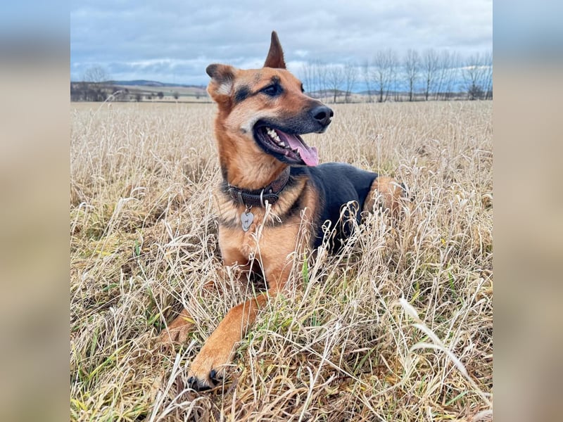 Gwen - ist sehr aktiv&intelligent