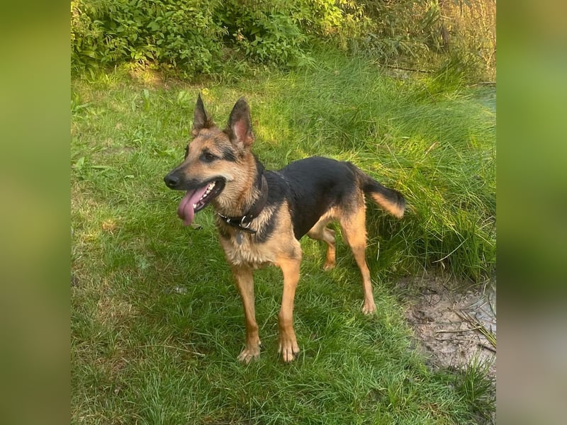 Gwen - ist sehr aktiv&intelligent