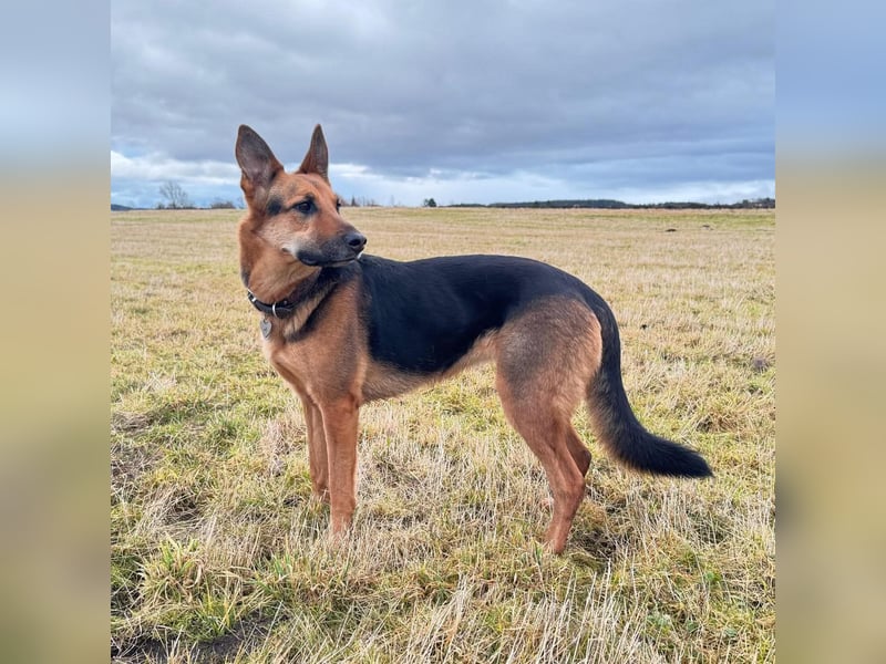 Gwen - ist sehr aktiv&intelligent