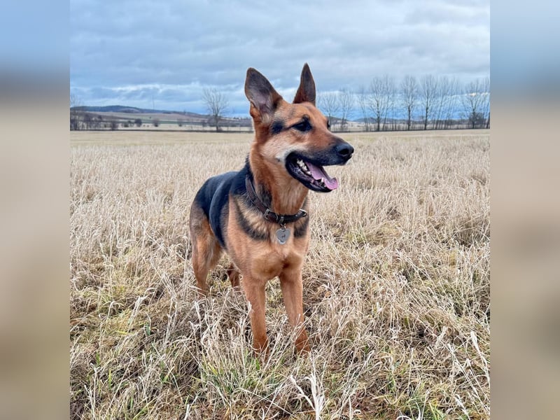 Gwen - ist sehr aktiv&intelligent