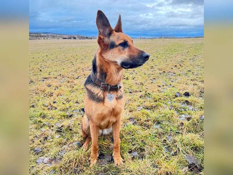 Gwen - ist sehr aktiv&intelligent