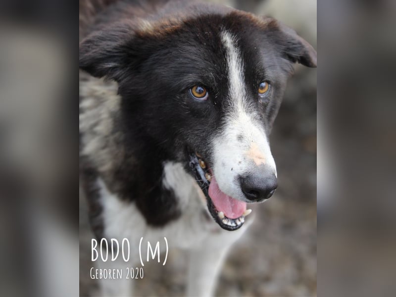 Bodo unser Liebling den keiner möchte