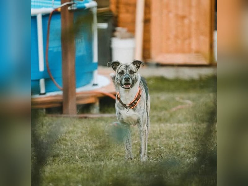 Flori - braucht erfahrene Menschen mit Hunden