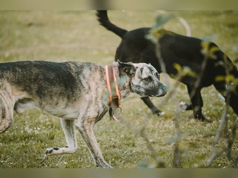 Flori - braucht erfahrene Menschen mit Hunden