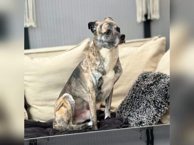 Flori - braucht erfahrene Menschen mit Hunden