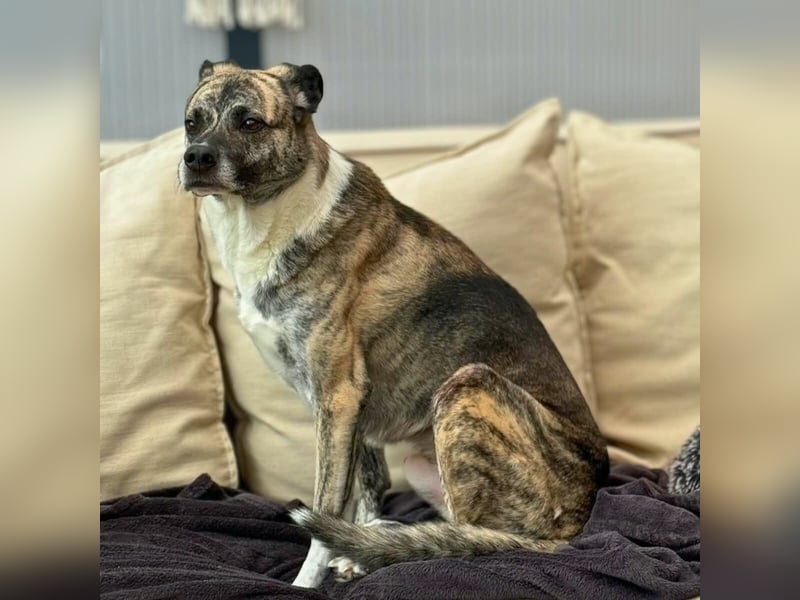 Flori - braucht erfahrene Menschen mit Hunden