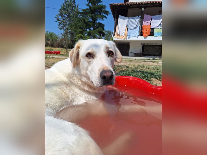 Chloe - mutige Hündin sucht ihre Menschen