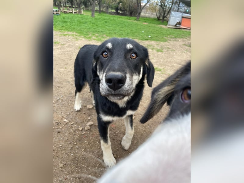 Ruhige Junghündin Poppy sucht liebevolles Zuhause