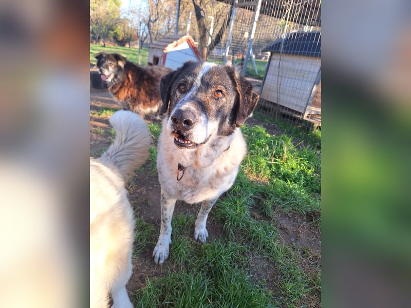 Treuer Hundesenior Tim möchte endlich ankommen