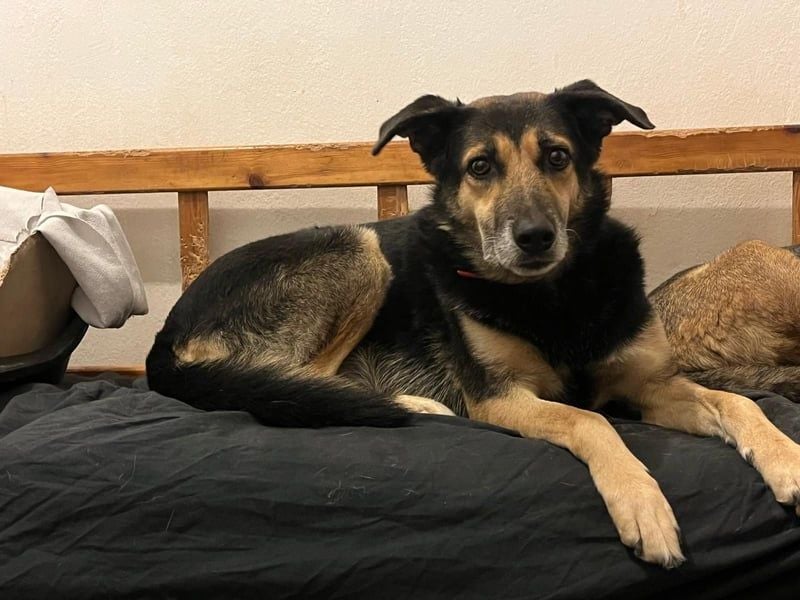 Nala - eine sanfte Hündin, die Schritt für Schritt Vertrauen fasst