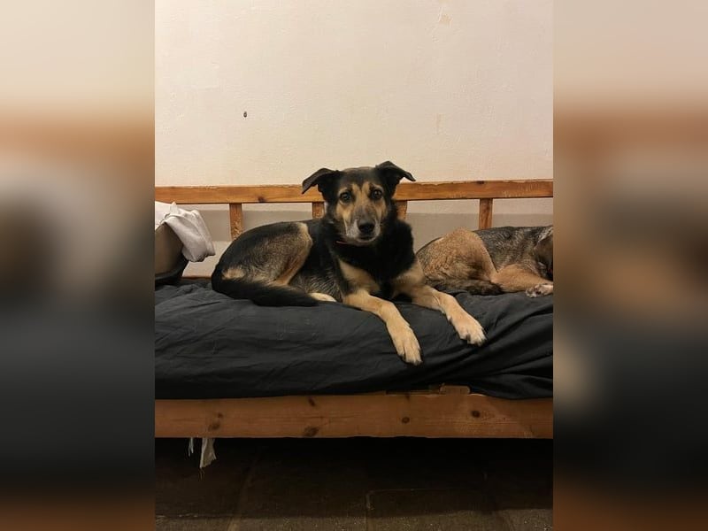 Nala - eine sanfte Hündin, die Schritt für Schritt Vertrauen fasst
