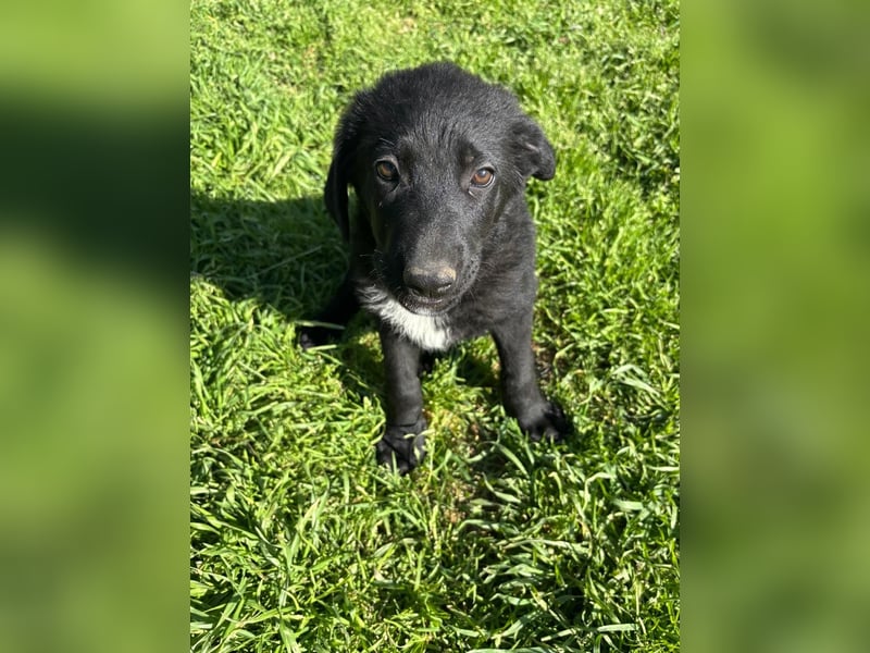 Verspielter Welpenjunge Vino sucht liebevolles Zuhause