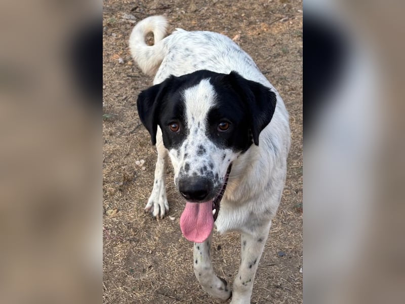 Apollo - sensibler Junghund möchte endlich ankommen