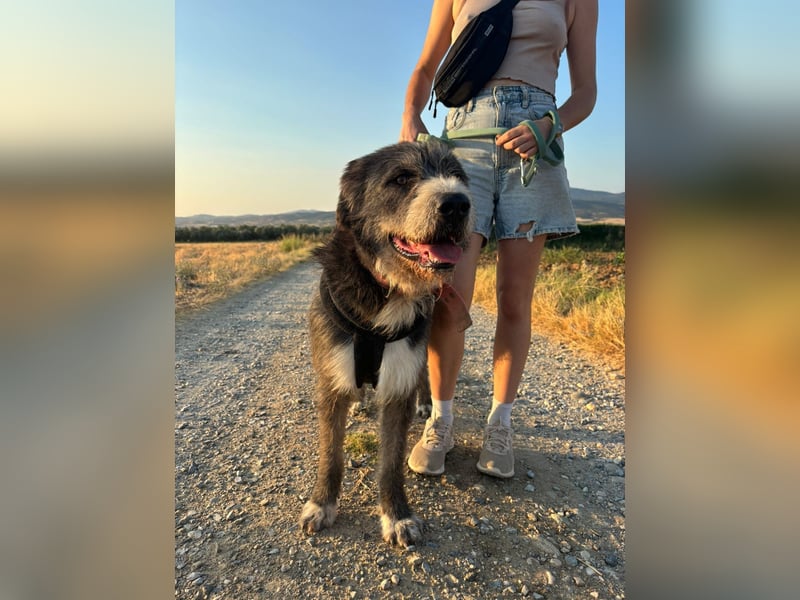 Pierro: Ein ganz besonderer Hund