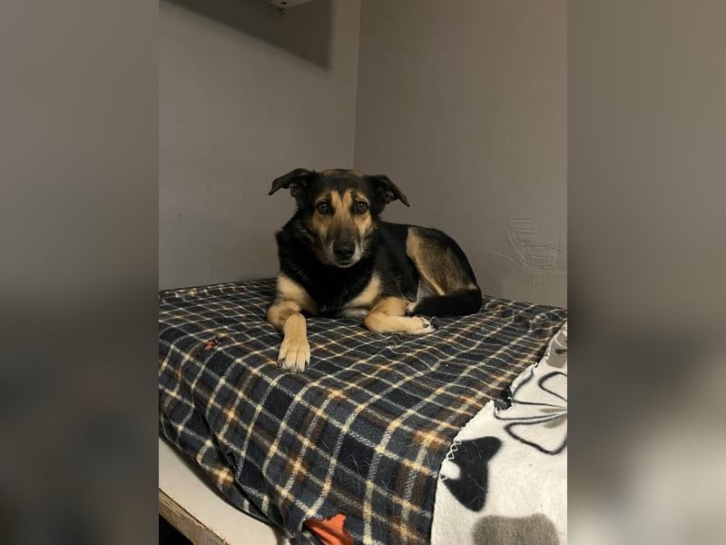 Nala - eine sanfte Hündin, die Schritt für Schritt Vertrauen fasst
