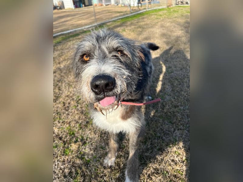 Pierro: Ein ganz besonderer Hund