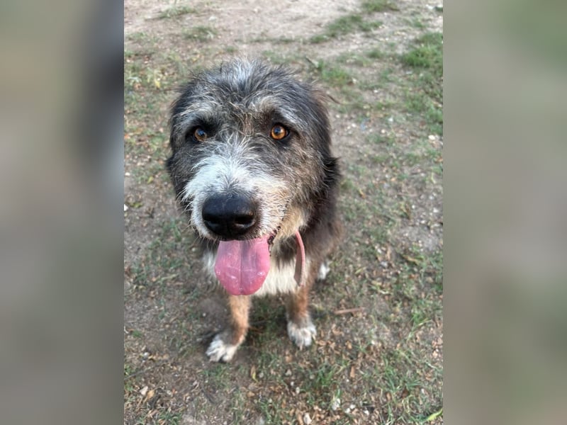 Pierro: Ein ganz besonderer Hund