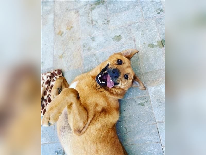 Zeus - tapferer Rüde sucht sein Für-immer-Zuhause