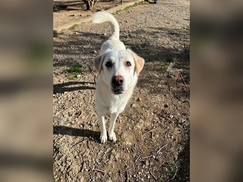 Chloe - mutige Hündin sucht ihre Menschen