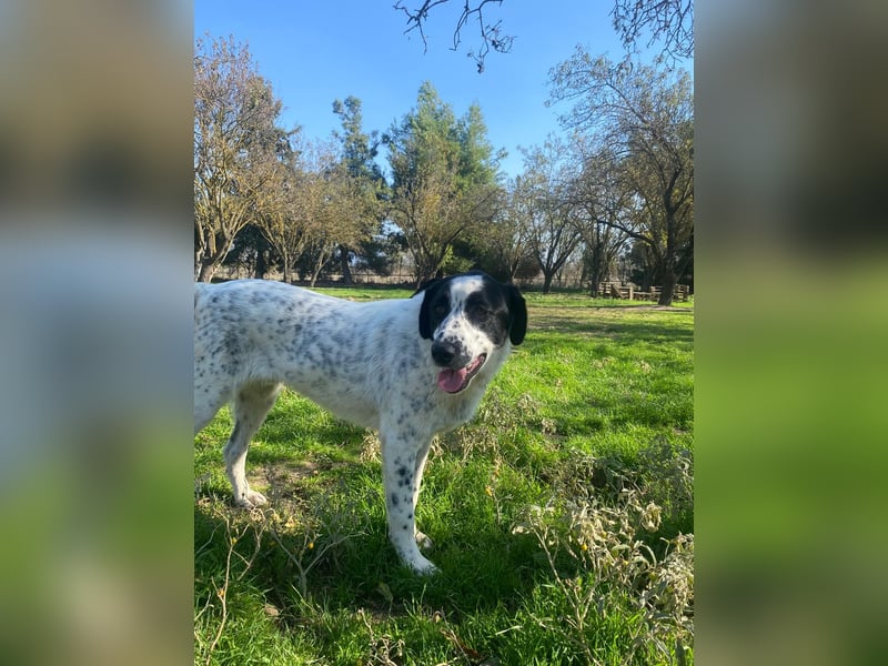 Apollo - sensibler Junghund möchte endlich ankommen