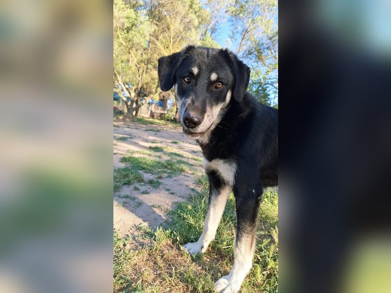 Ruhige Junghündin Poppy sucht liebevolles Zuhause