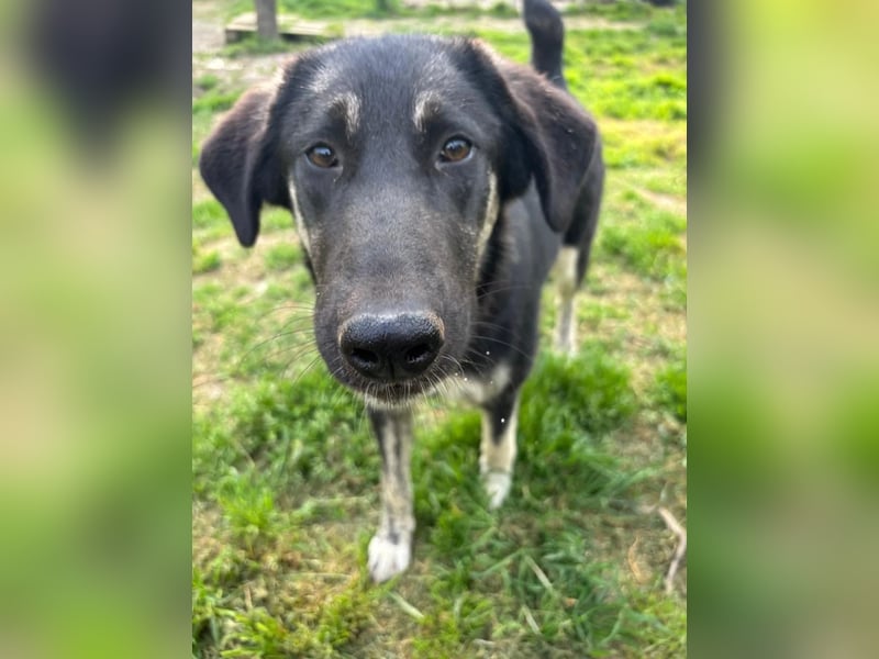 Neugierige Junghündin Millie möchte die Welt entdecken