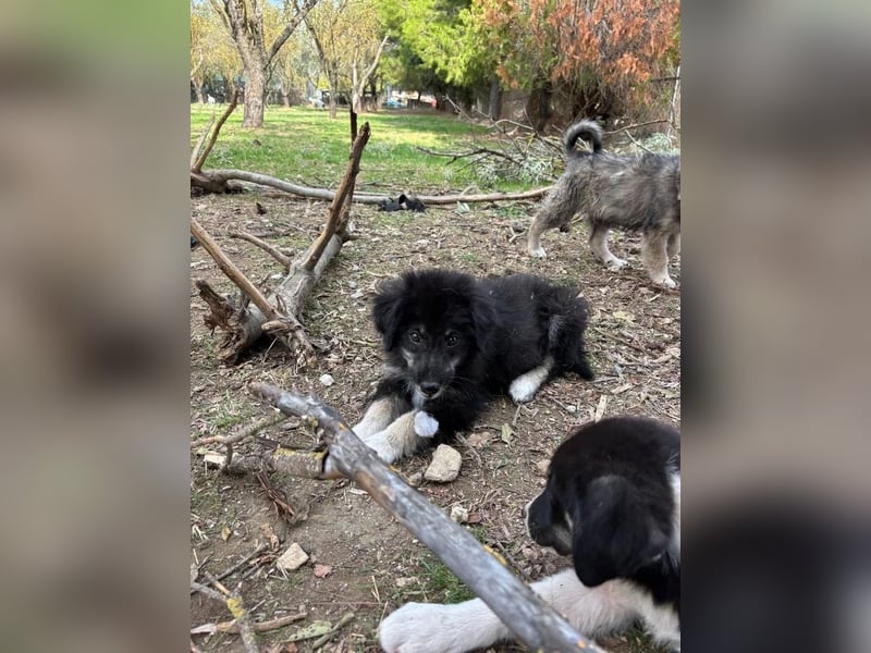 Niedlicher Welpe Nero