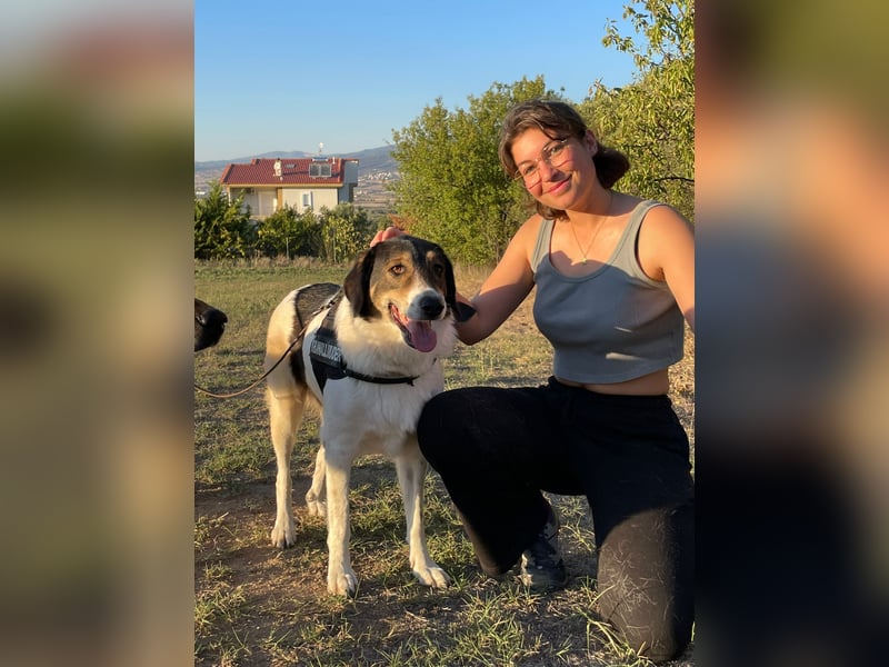 Tolle Hündin Piper sucht Für-Immer Zuhause
