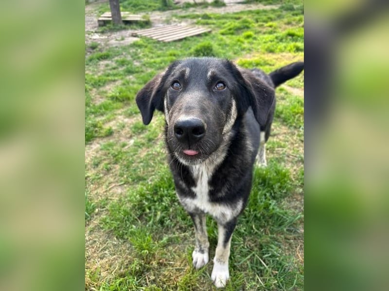 Neugierige Junghündin Millie möchte die Welt entdecken