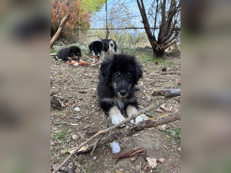 Niedlicher Welpe Nero