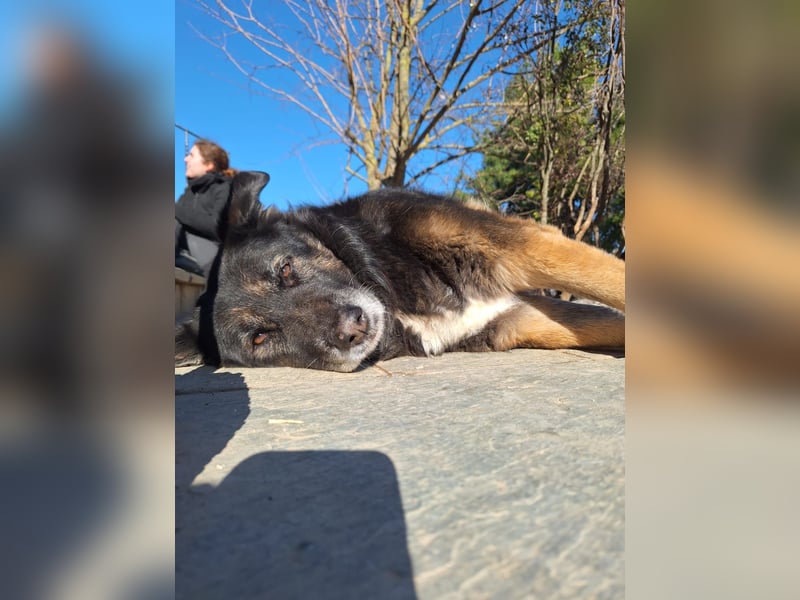 Liebevolle Hunde-Omi Funny