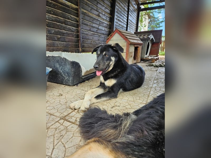 Sparky - sanfter Junghund sucht seine Menschen