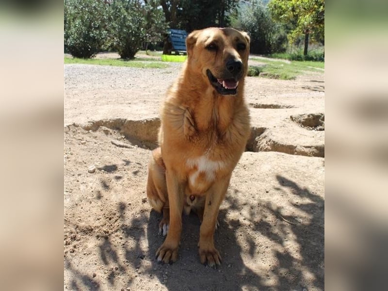 Zeus: Tapferer Rüde sucht sein Für-immer-Zuhause