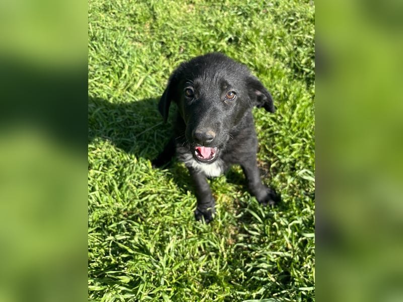 Verspielter Welpenjunge Vino sucht liebevolles Zuhause