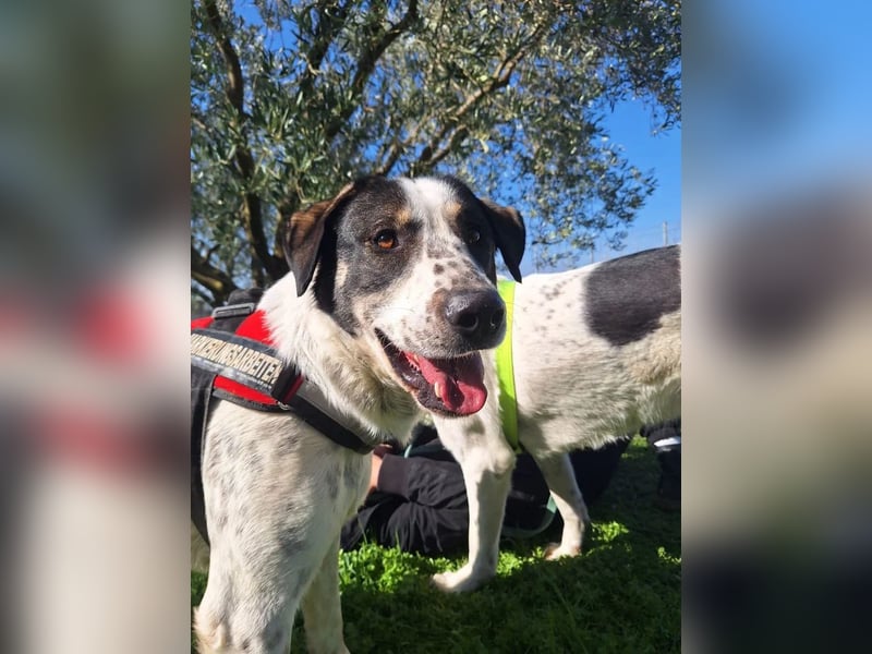 Toller Familienhund Adam sucht seine Familie