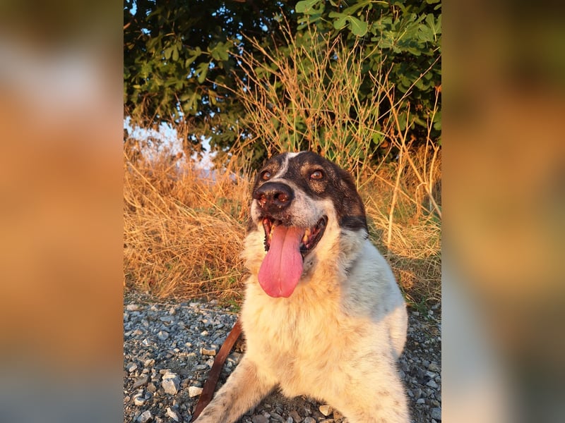 Treuer Hundesenior Tim