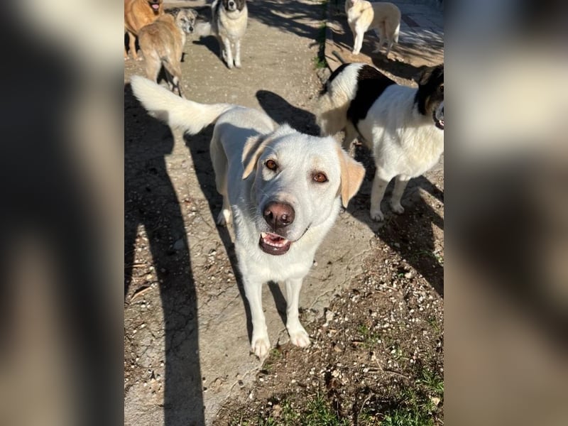Chloe - mutige Hündin sucht ihre Menschen