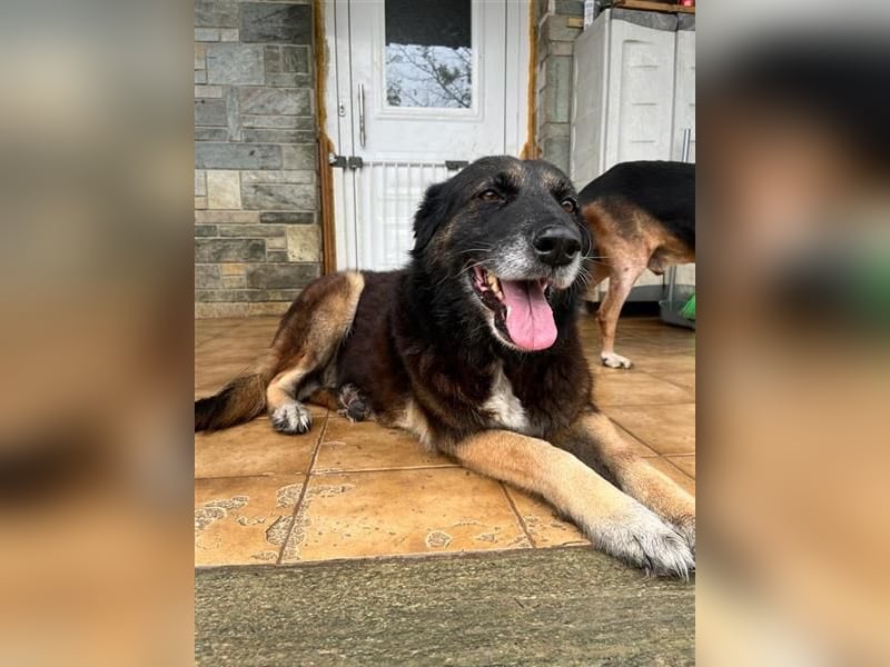 Liebevolle Hunde-Omi Funny