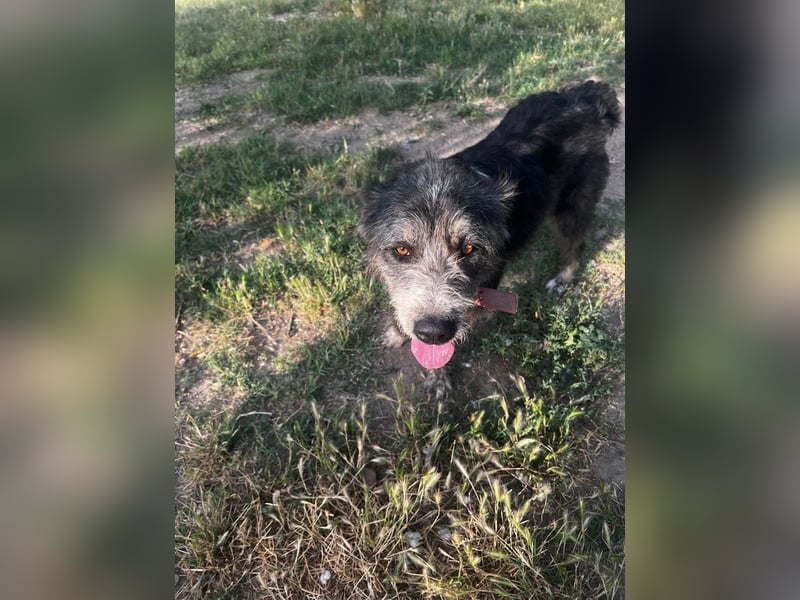 Pierro: Ein ganz besonderer Hund