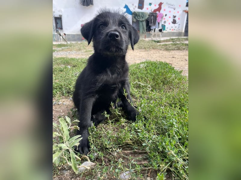 Zuckersüßer Welpe Jiji sucht sein Zuhause