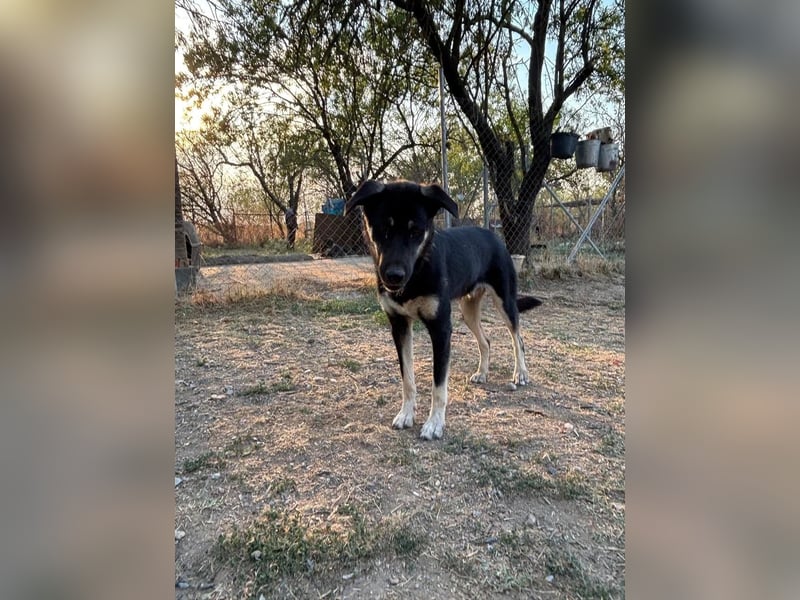 Sparky - sanfter Junghund sucht seine Menschen