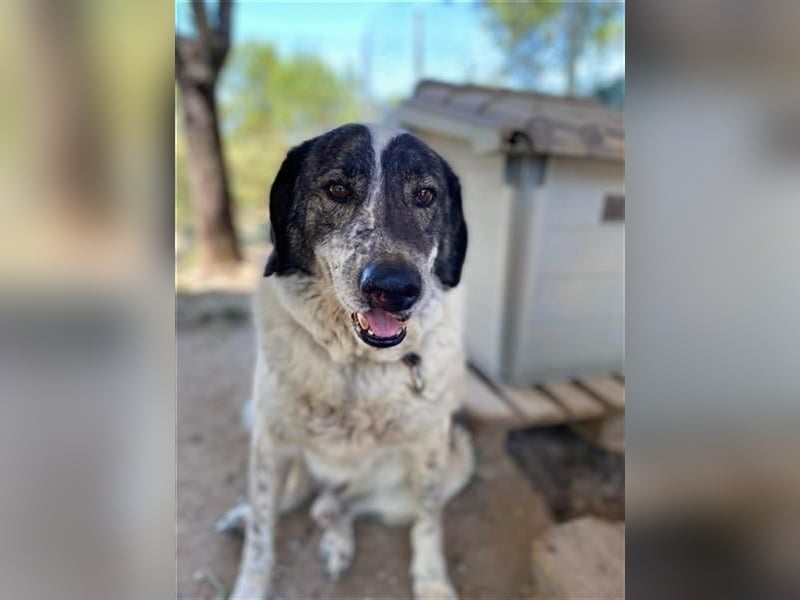 Treuer Hundesenior Tim