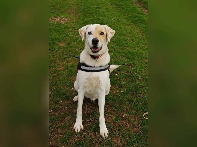 Treuer Gefährte Piratis