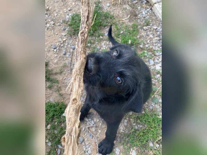 Zuckersüßer Welpe Jiji sucht sein Zuhause