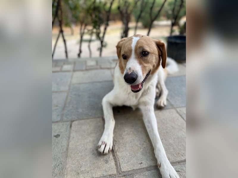 Benny- Sensibler Rüde mit großem Herzen sucht sein Zuhause