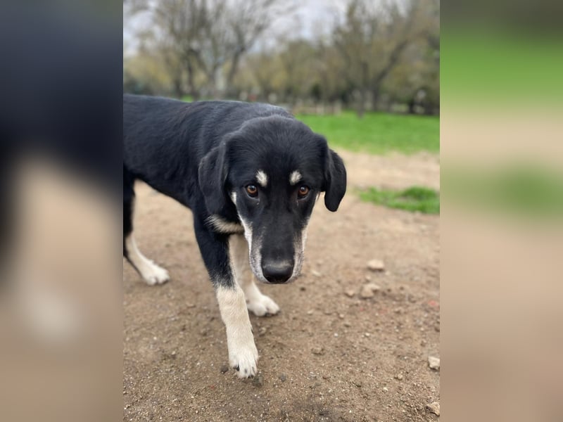 Zuckersüße Poppy sucht liebevolles Zuhause